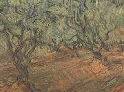 Vincent Van Gogh, Olive Grove:Bright Blue Sky (nn04)
